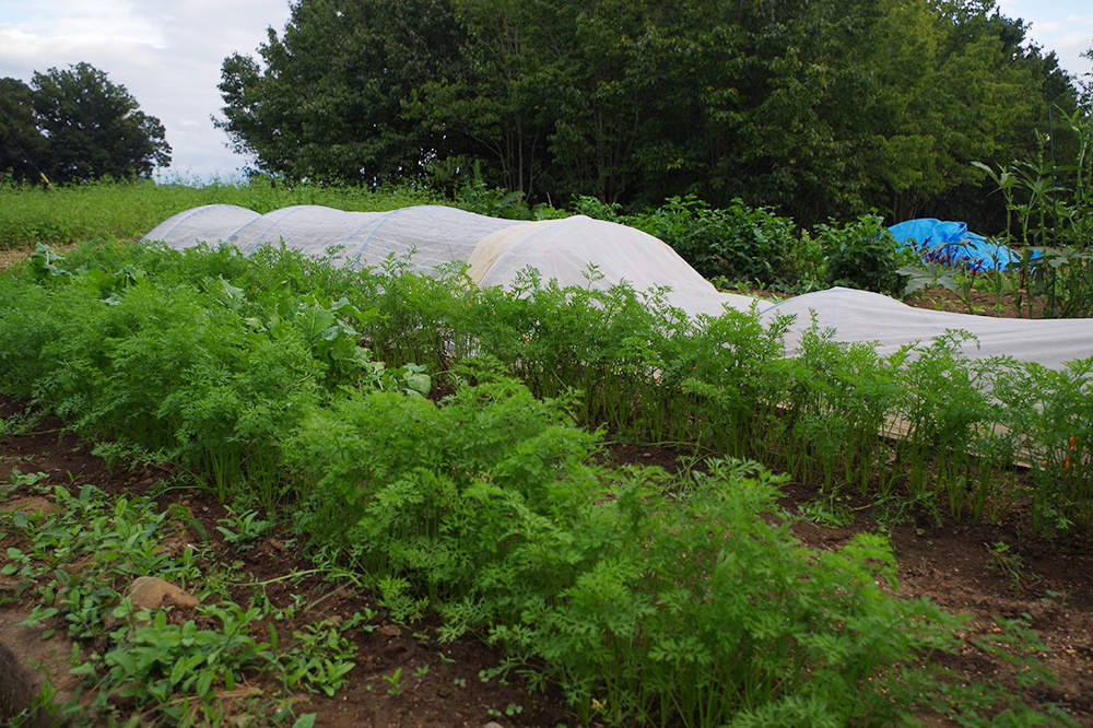 家庭菜園の畑