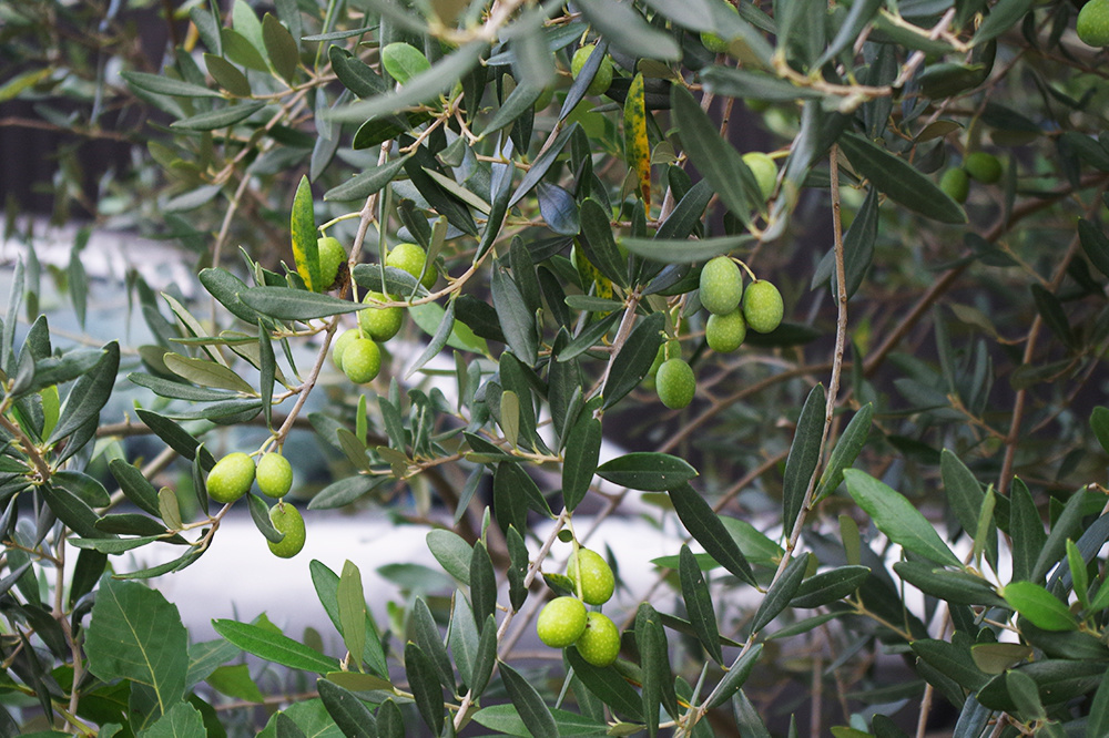 オリーブの木