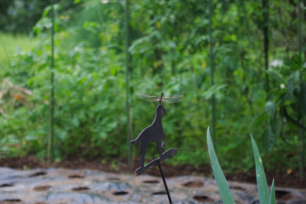 畑に遊びに来たトンボ
